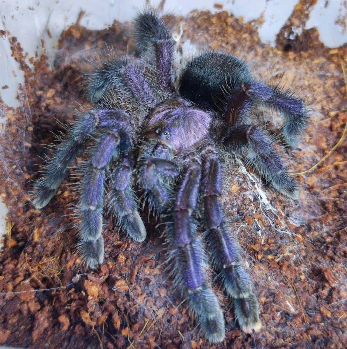 Avicularia purpurea (Ecuador Purple Pinktoe) Juvenile 5-6cm