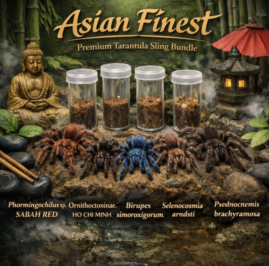 Asian Finest (Bundle)