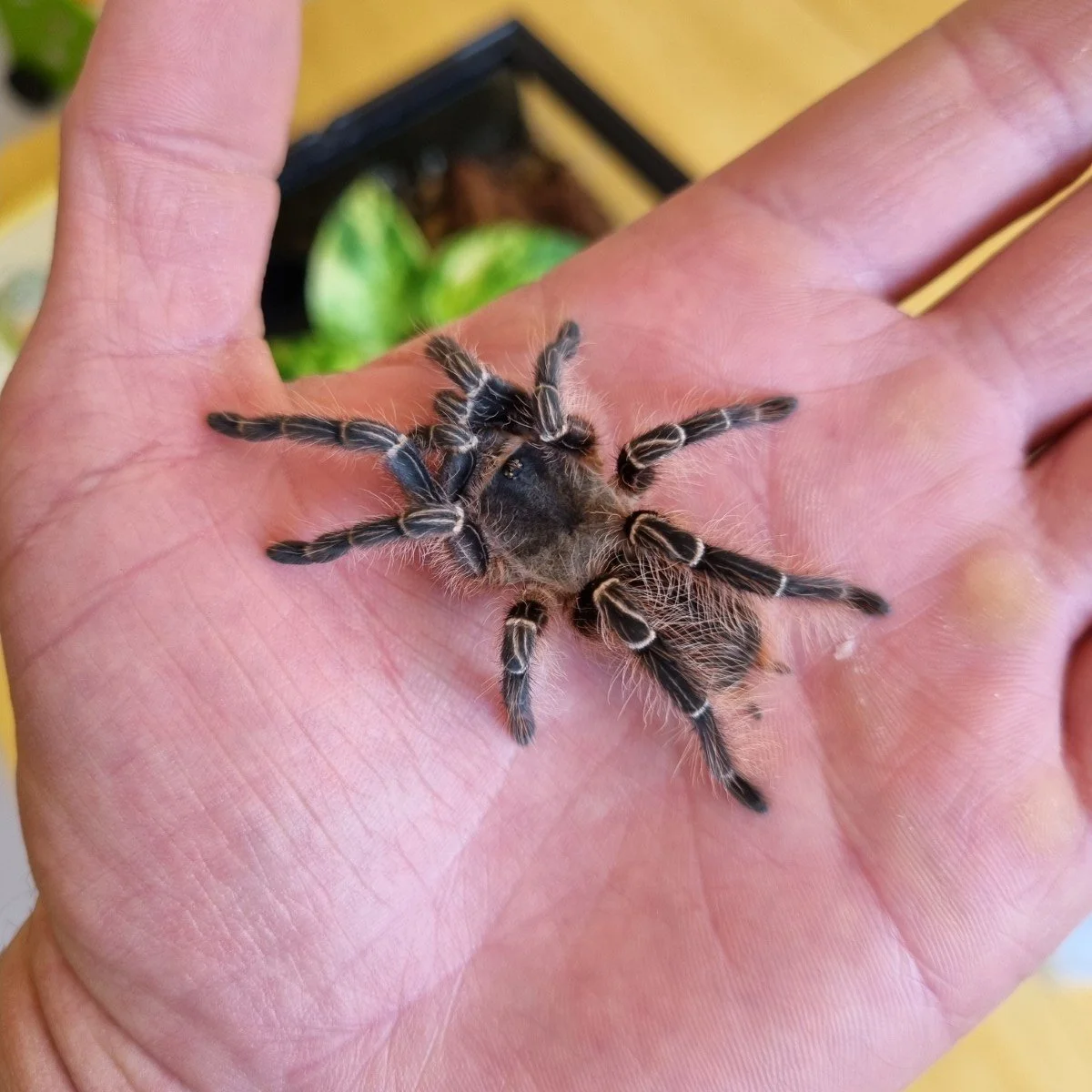 Eupalaestrus campestratus (Pink Zebra Beauty) Sub-Adult Female