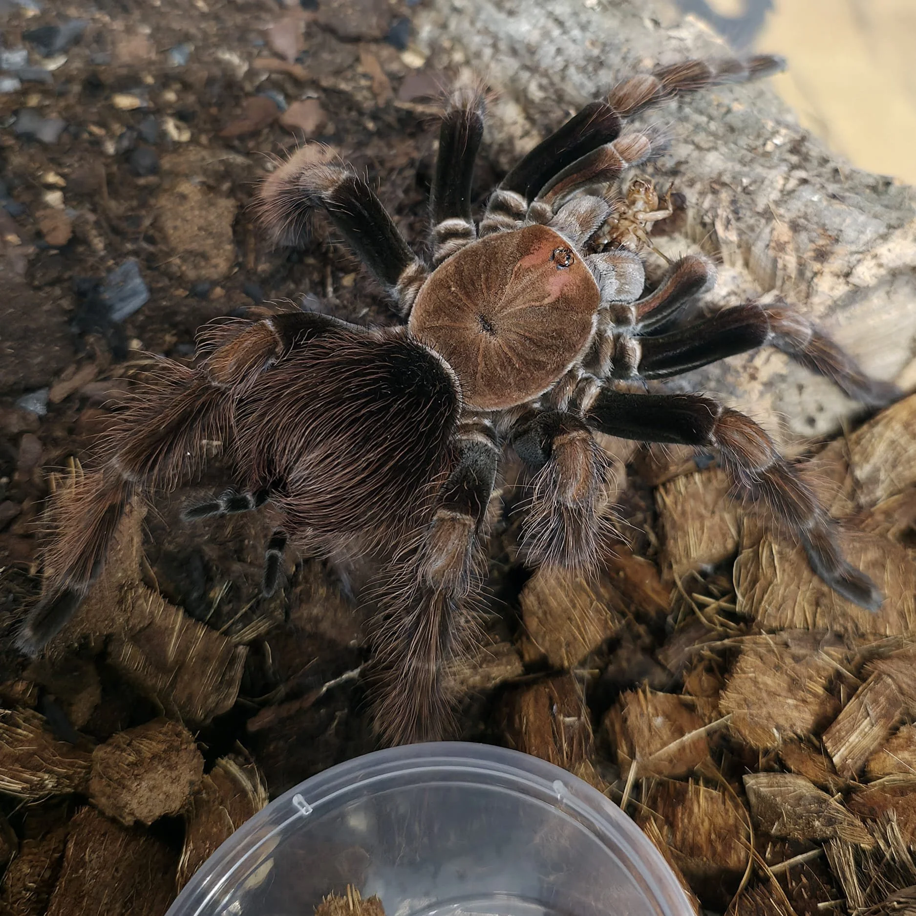Pamphobeteus-sp-dark-1.jpeg