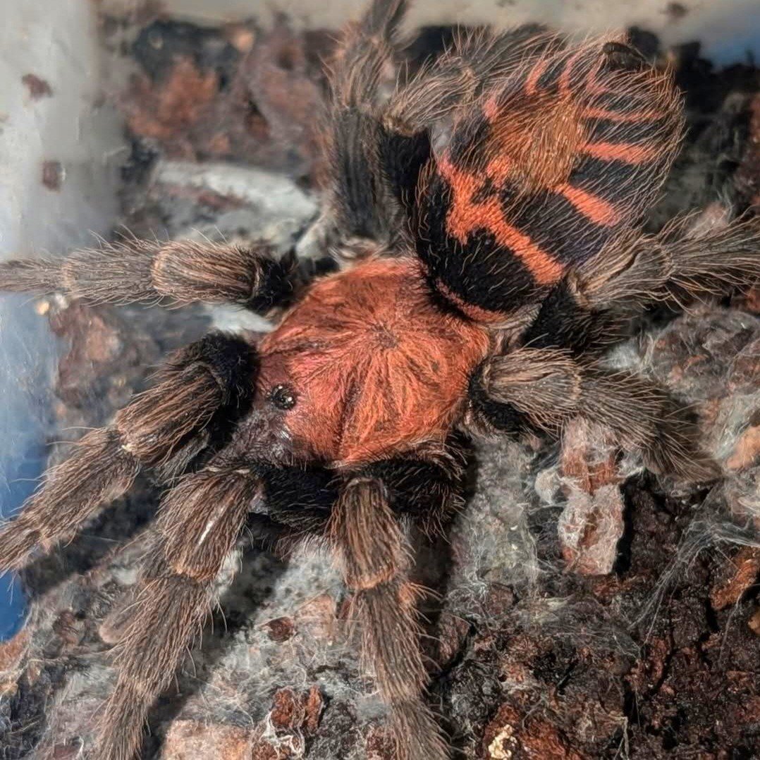 Davus pentaloris (Guatemalan Tiger Rump) Sub-Adult Female