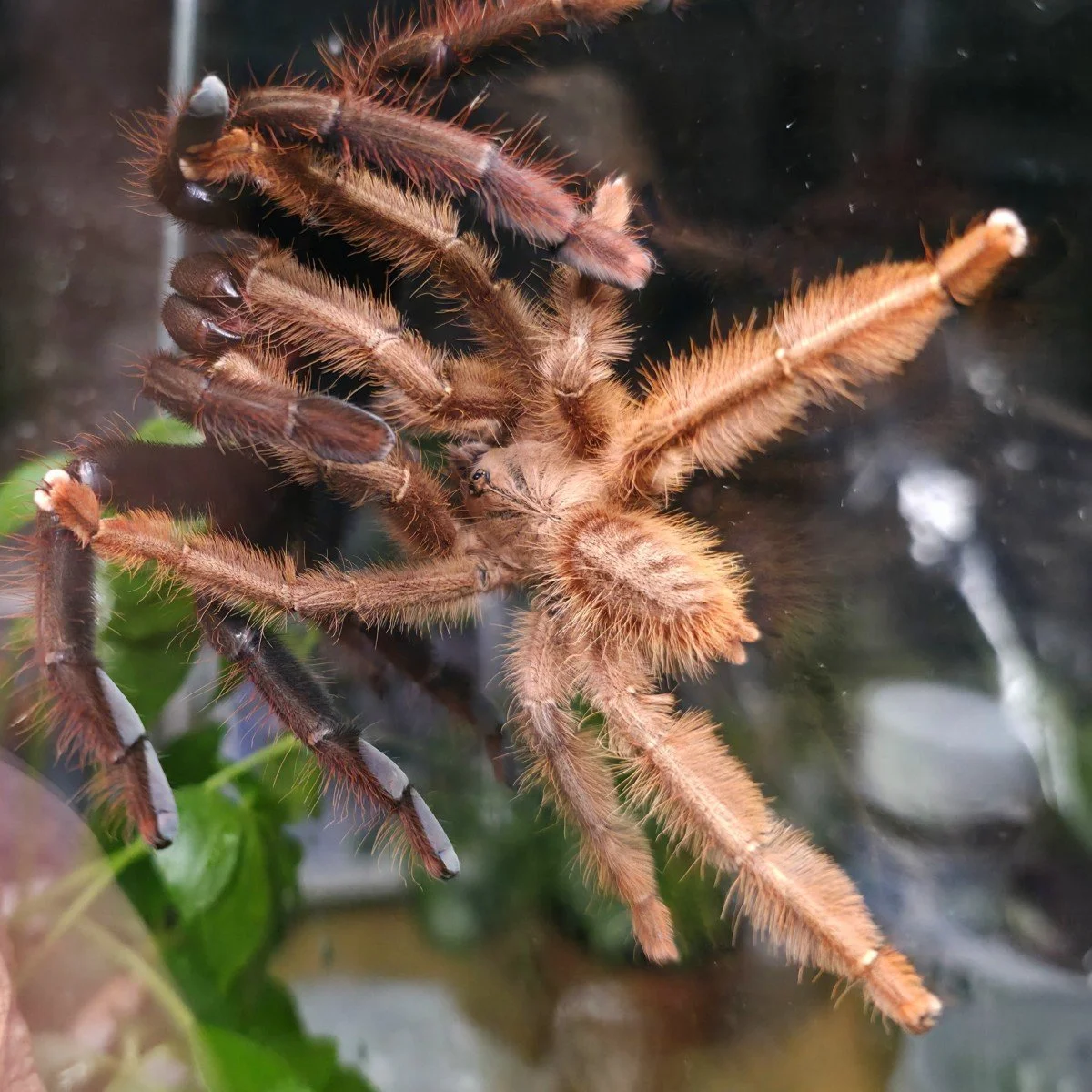 phormingochilus-sp-sabah-red-mature.jpg