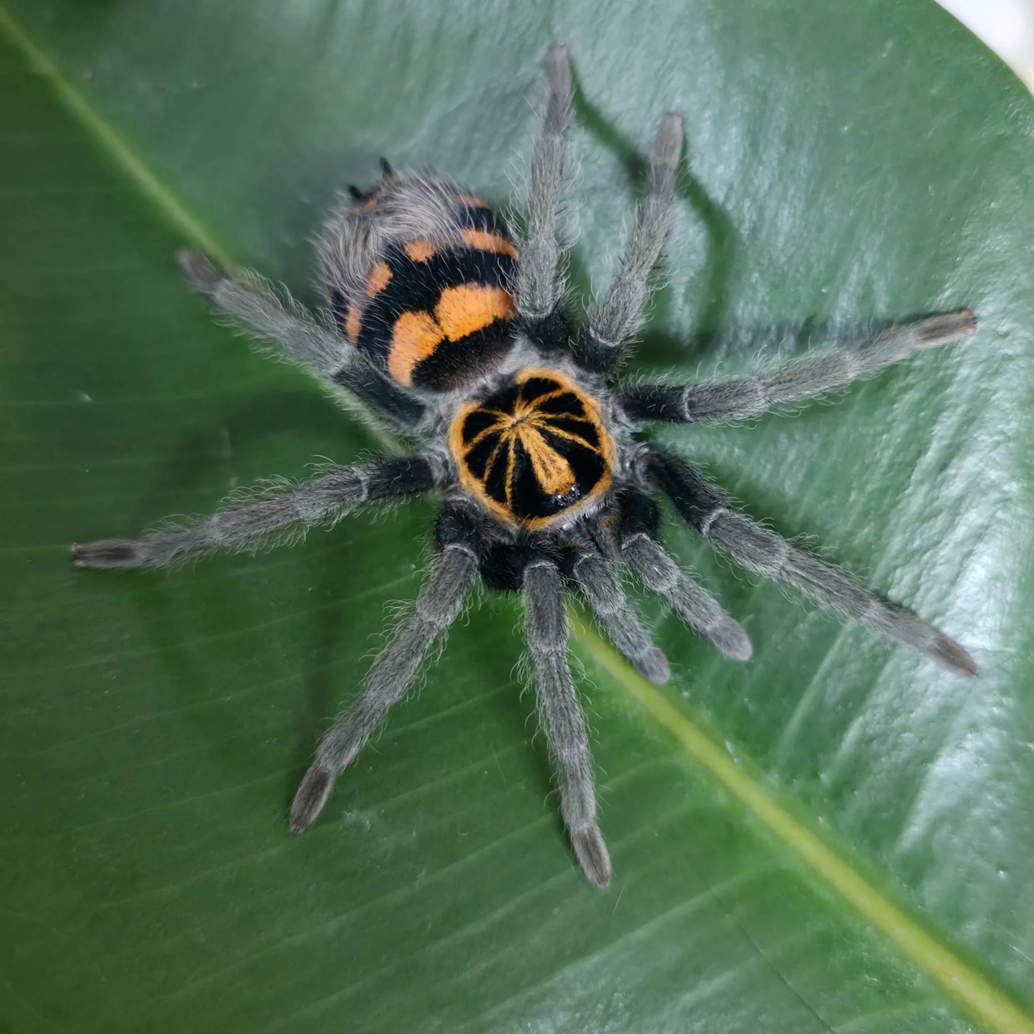 Hapalopus planetearth Juvenile Female 4cm
