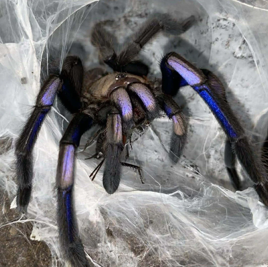 Chilobrachys natanicharum (Electric Blue Earth Tiger) Sling 3cm