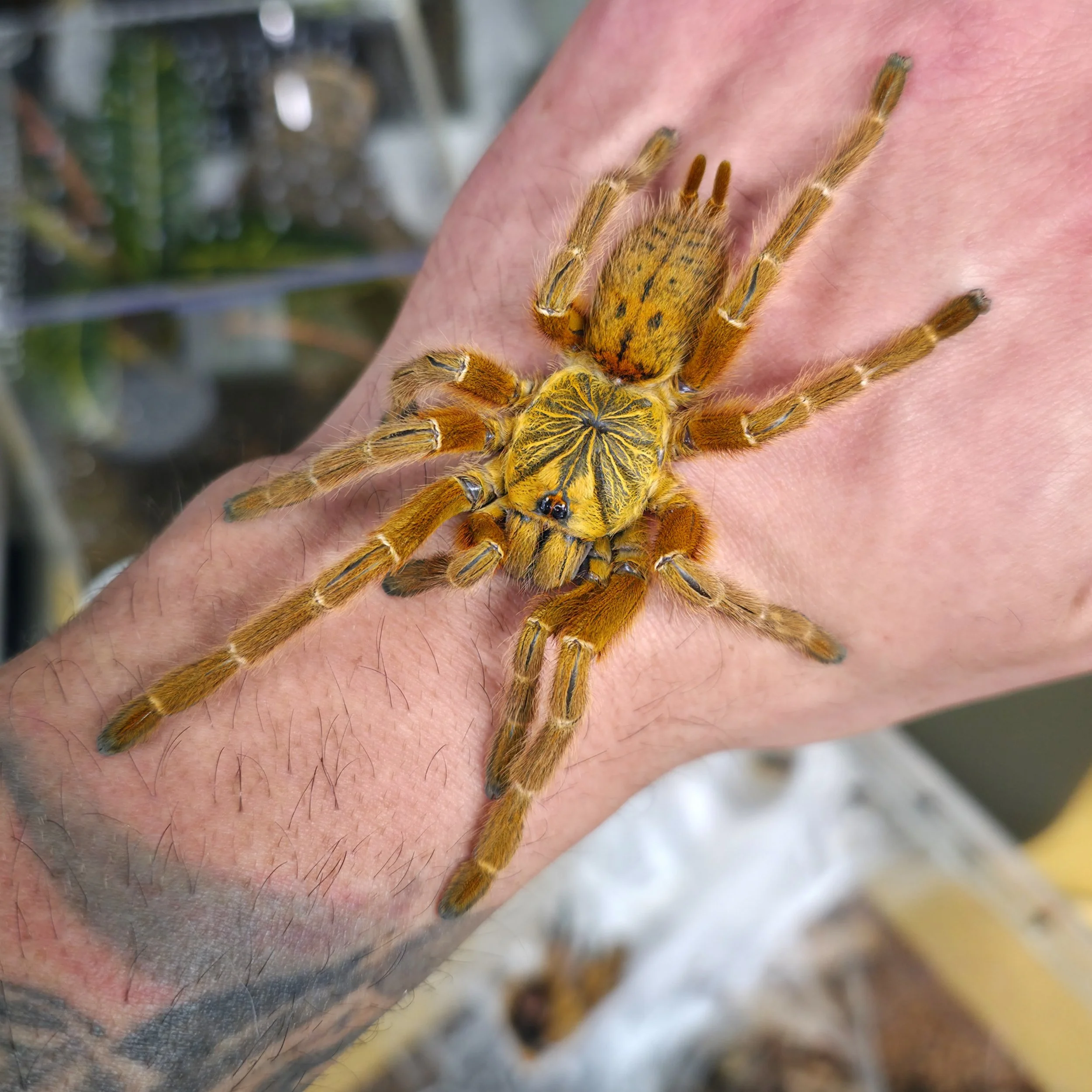 Pterinochilus murinus (OBT-Red Colour Form) Sling 1-2cm