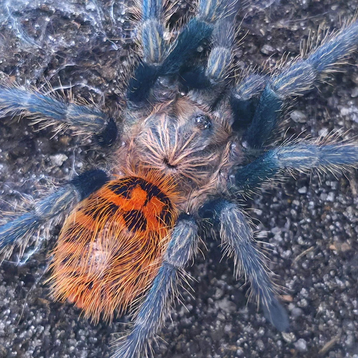 Chromatopelma cyaneopubescens (Green Bottle Blue) Juvenile 5cm