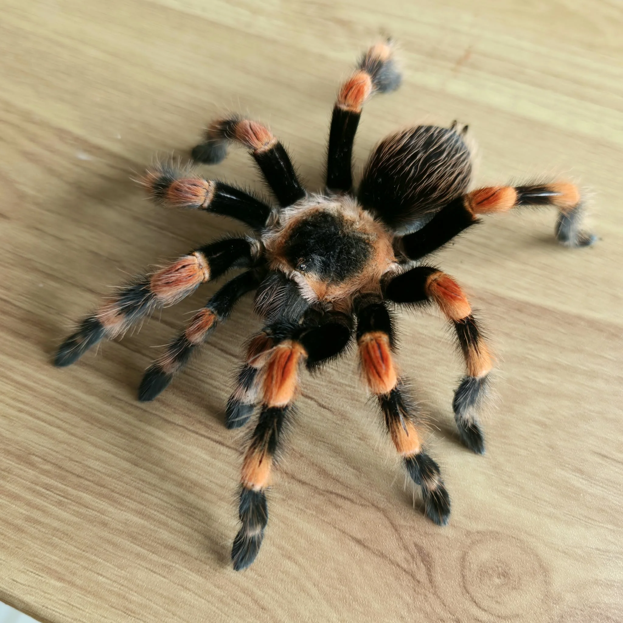 brachypelma-smithi-1.jpeg