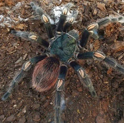 Euathlus sp. Turculentus Hermosa Sling 0.5-1cm