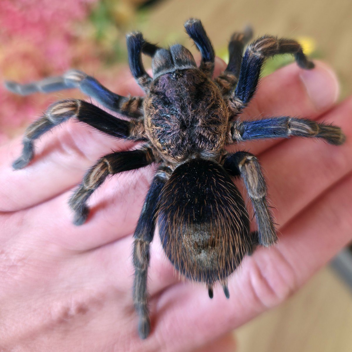 thrixopelma-sp-similis-ecuadorian-blue-gold-3.jpg