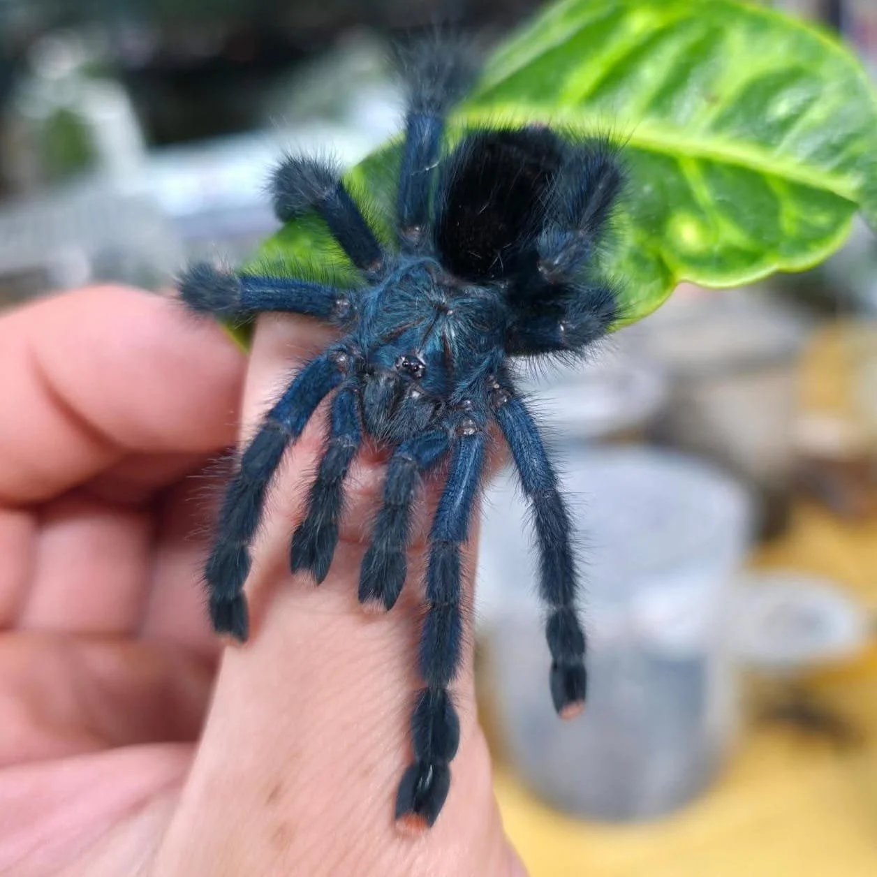Avicularia geroldi (Gerold's Pink Toe) Sling 1-2cm