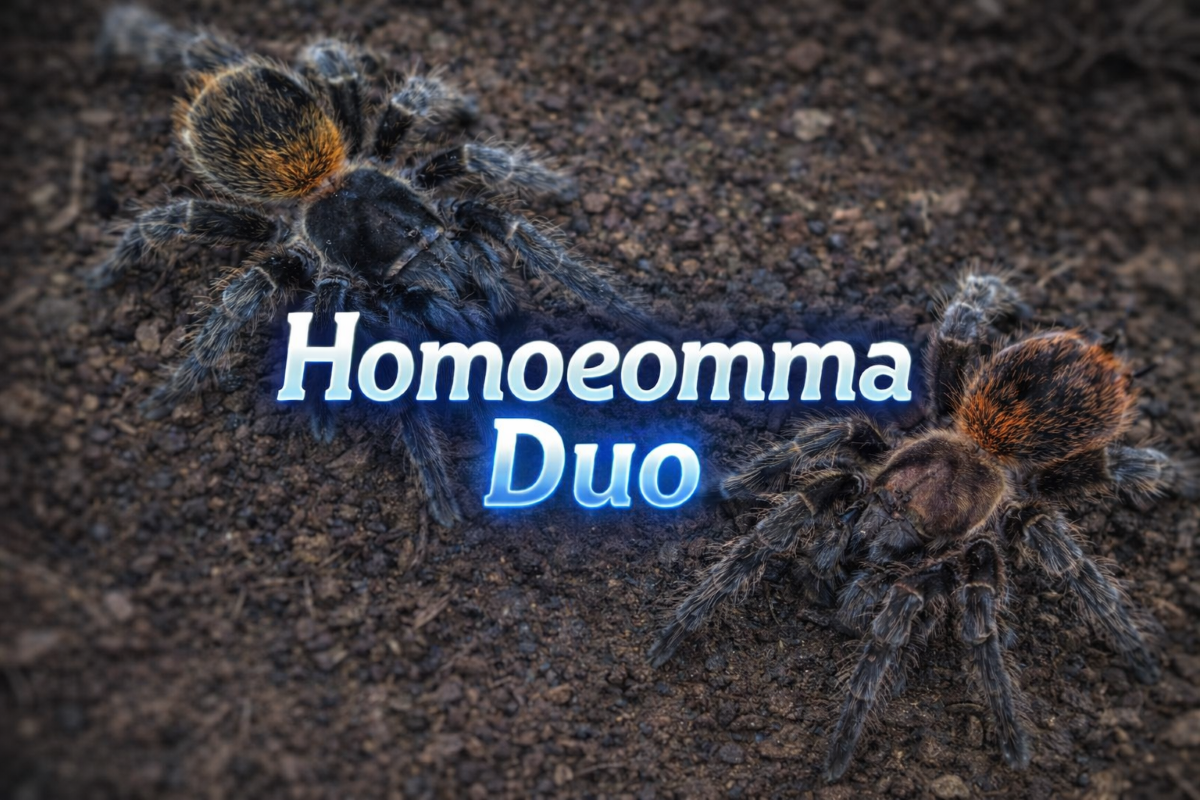 Homoeomma Duo (Bundle) Sling