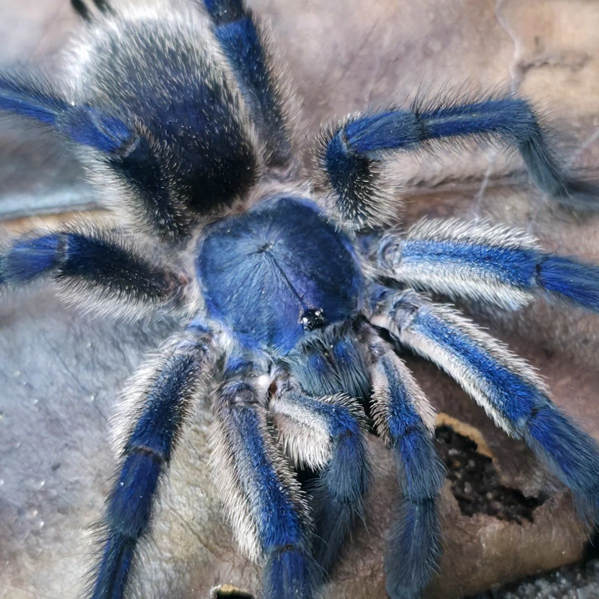 Monocentropus balfouri (Socotra Island Blue Baboon) Adult Male