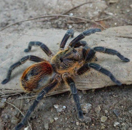 Euathlus sp. Fuego Sling 0.5-1cm