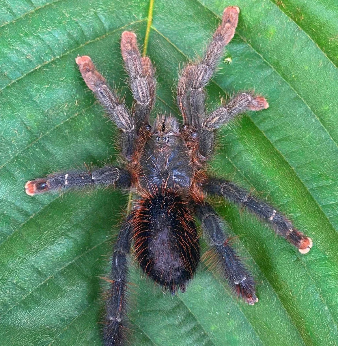 avicularia-lynnae-black-stripe-pinktoe-5.jpg