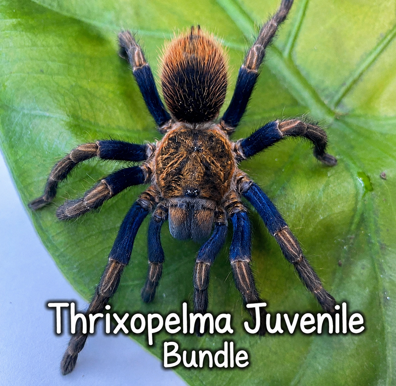 thrixopelma-juvenile-bundle.png