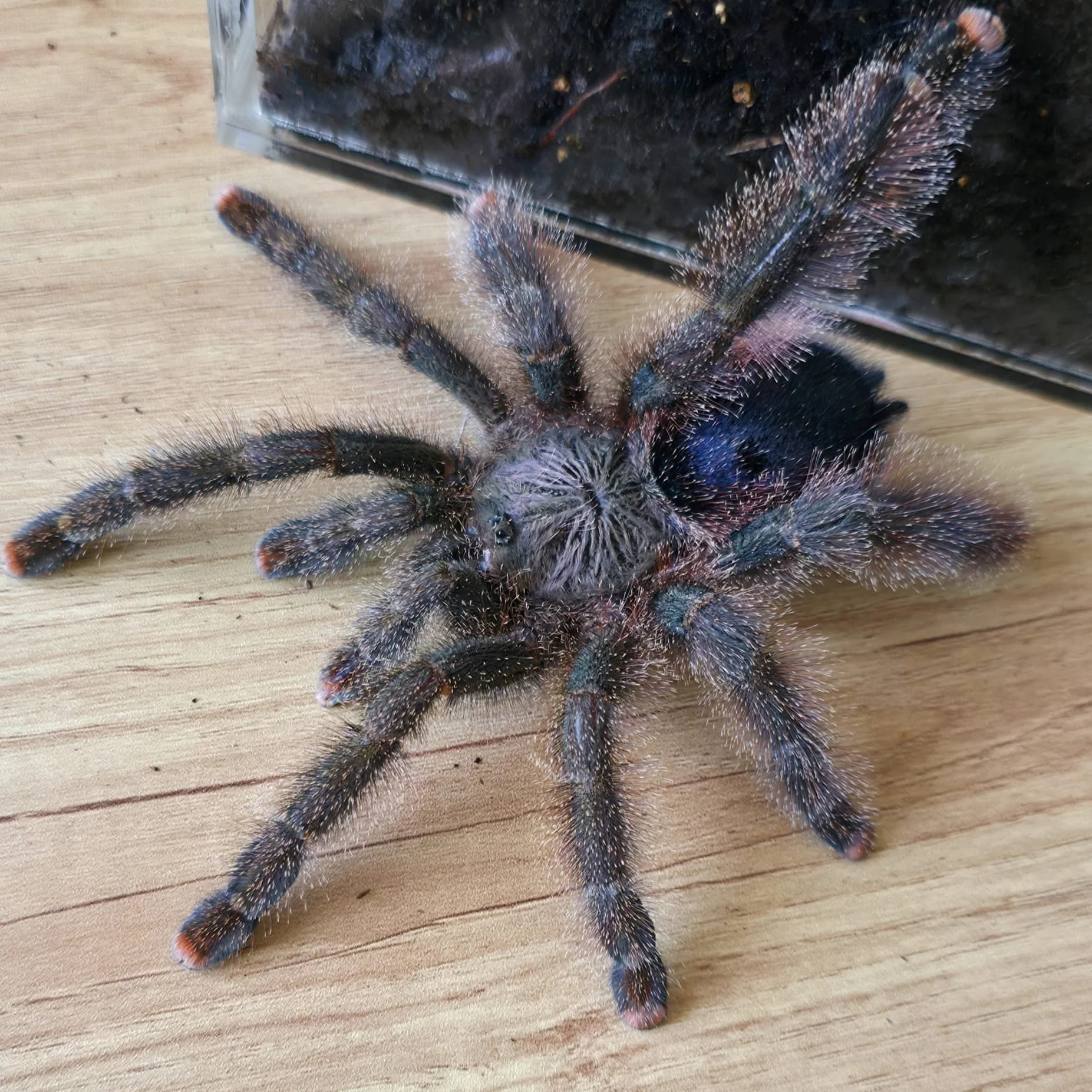 Avicularia sp. Shuariana (Ecuadorian Shuariana Pinktoe) Sub-Adult Female