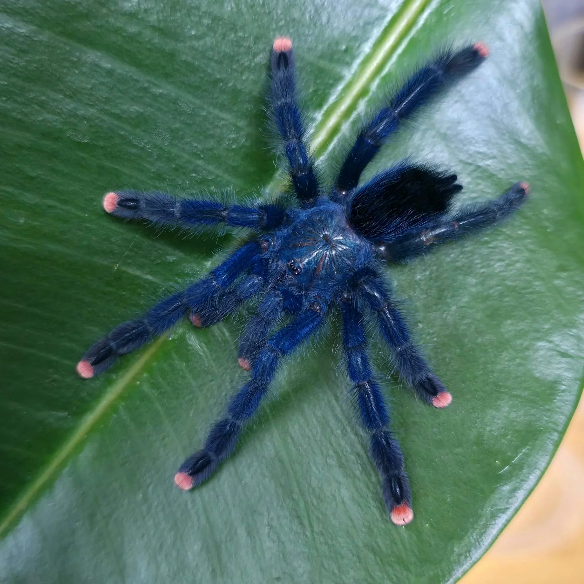 avicularia-geroldi.jpg