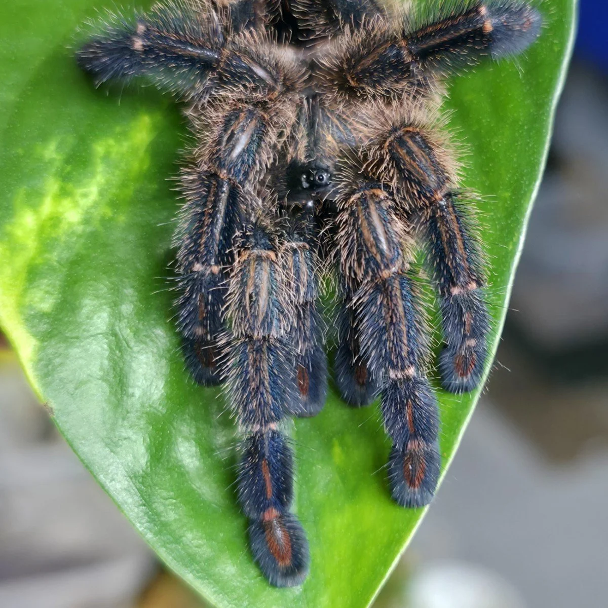 ybyrapora-diversipes-amazon-sapphire-pink-toe-7.jpg