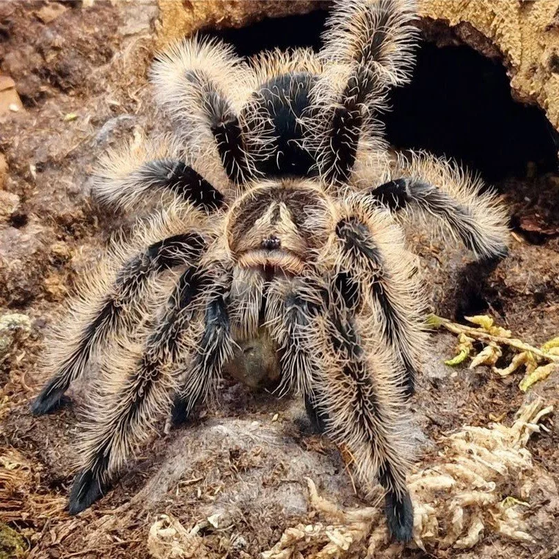 Tliltocatl albopilosus (Curly Hair) Juvenile Male 7cm