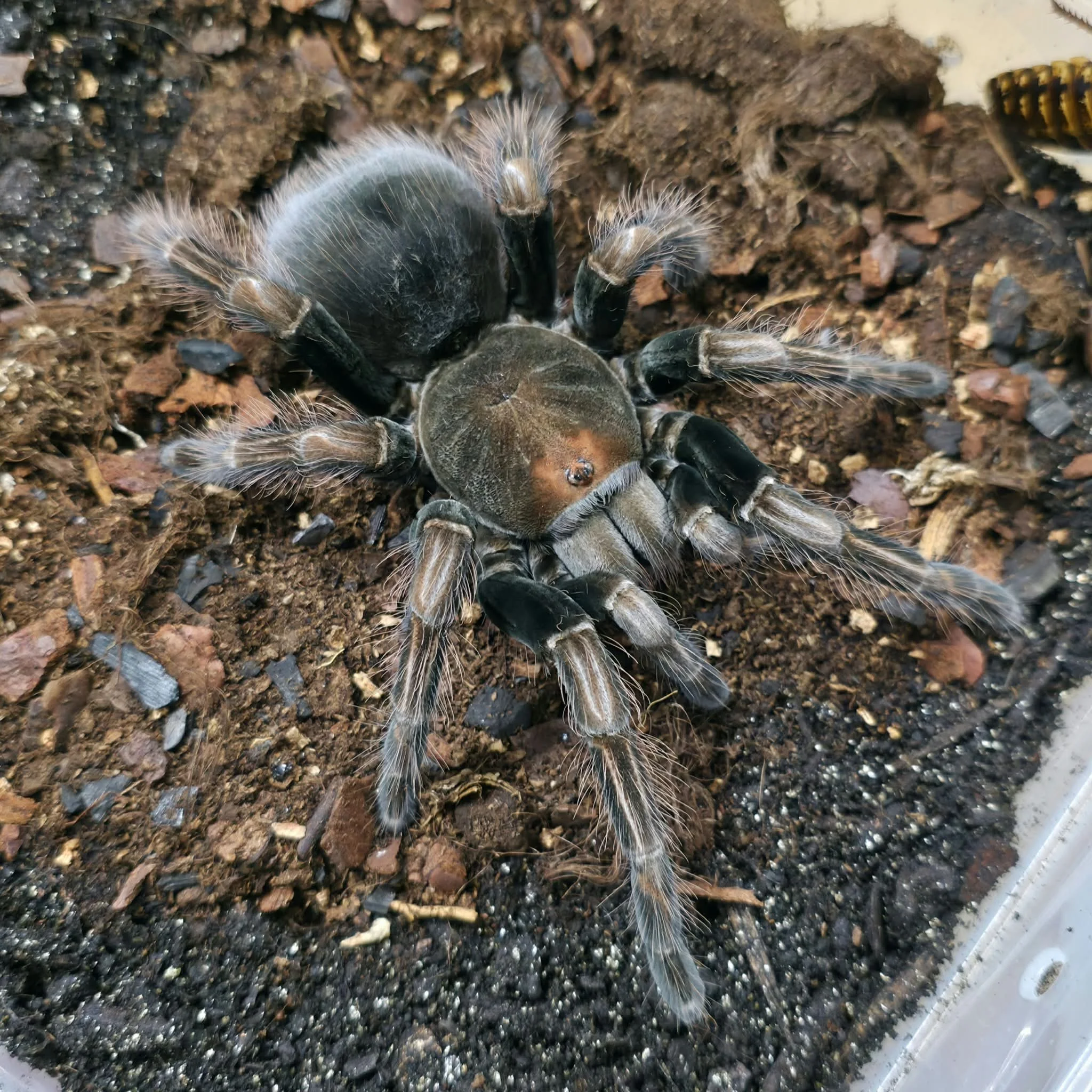Pamphobeteus sp. Dark Sub-Adult Female Tarantula