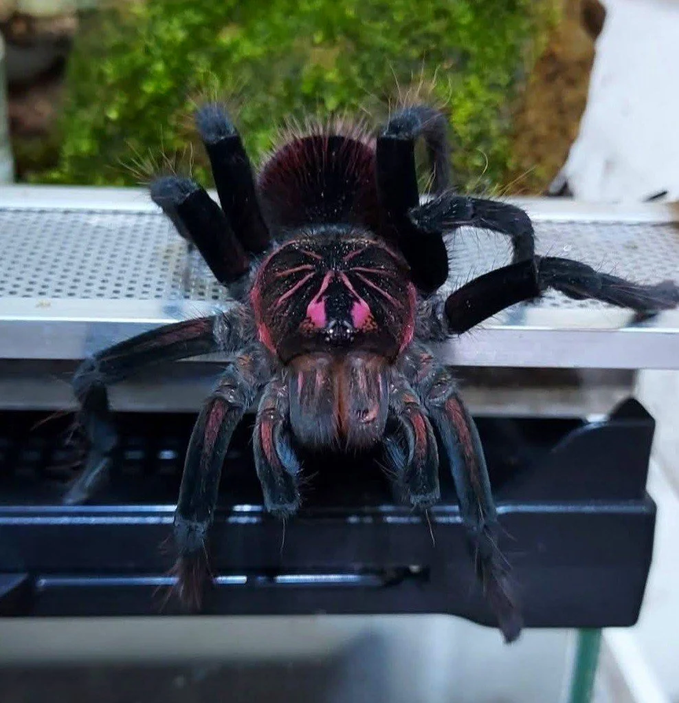 Pamphobeteus sp. Pema Sling Female 4cm