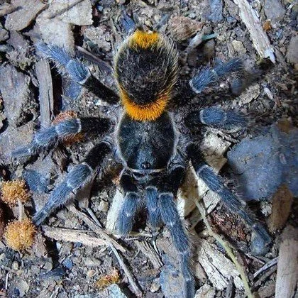 Homoeomma orellanai (Bulk of 5) Sling 0.5-1cm