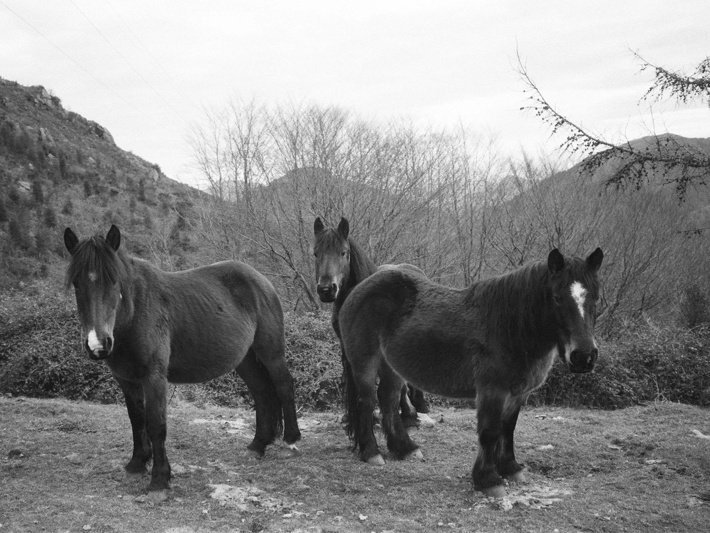Photographie argentique ancienne montrant trois chevaux immobiles dans le massif des Trois Couronnes, scène pastorale de montagne présentée encadrée.