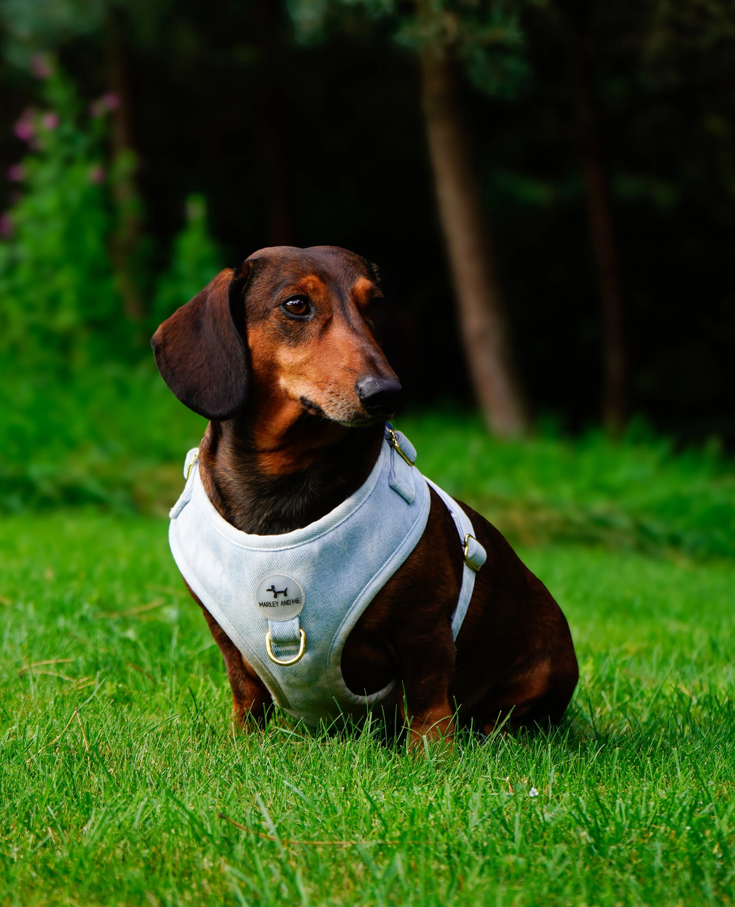 Een bruine teckel met een grijs harnas zit op gras. Achtergrond met bomen en groen struikgewas.