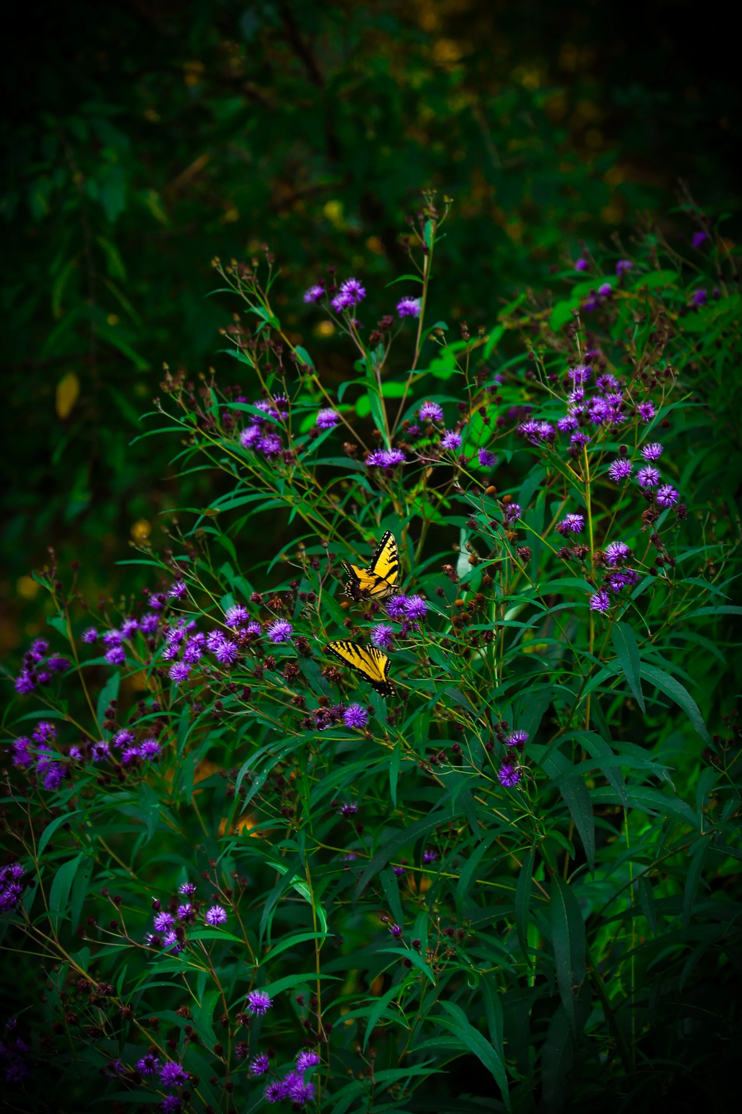 Photo Aug 11 2024, 4 34 12 PM.jpg