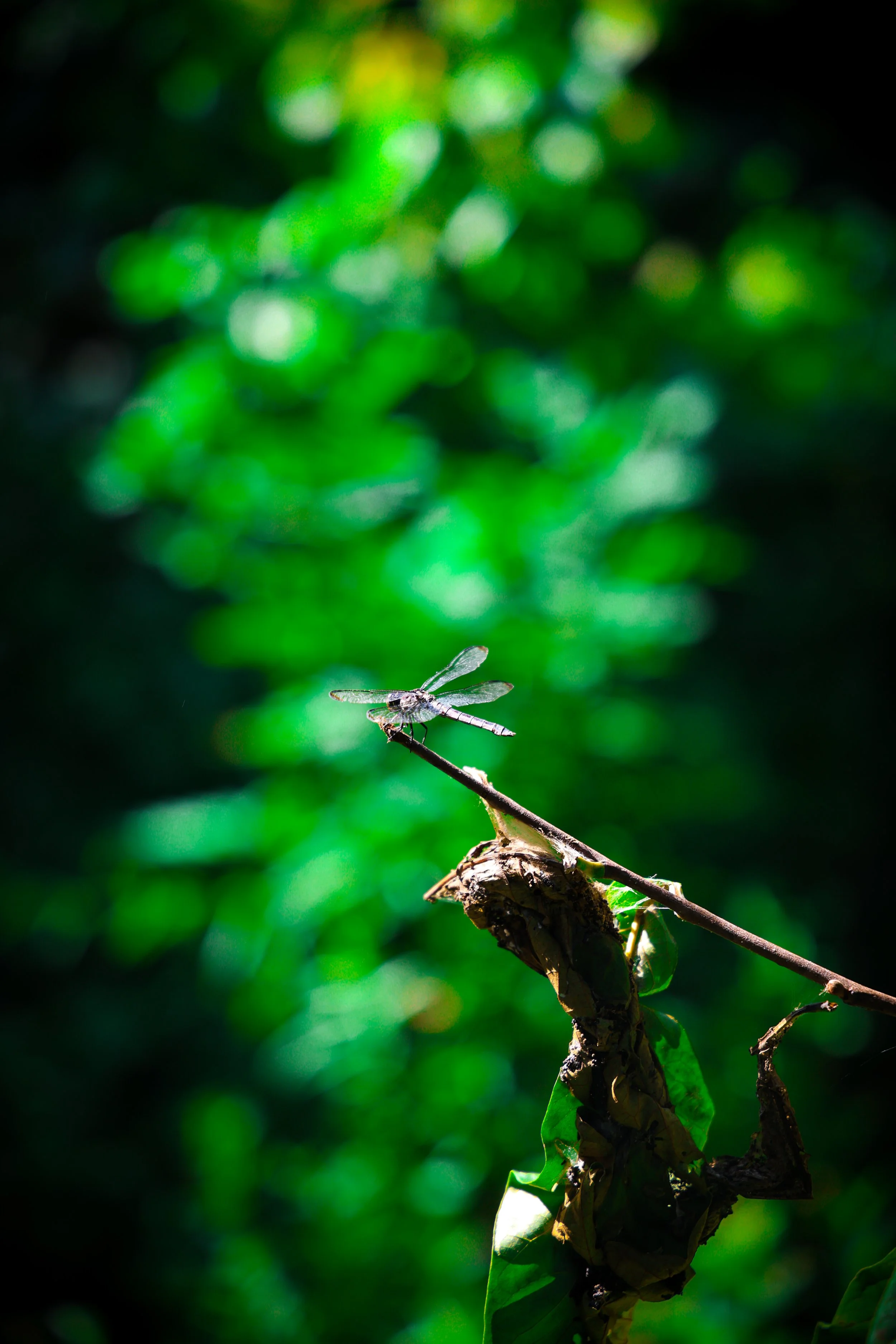 Photo Aug 11 2024, 4 32 08 PM - Copy.jpg