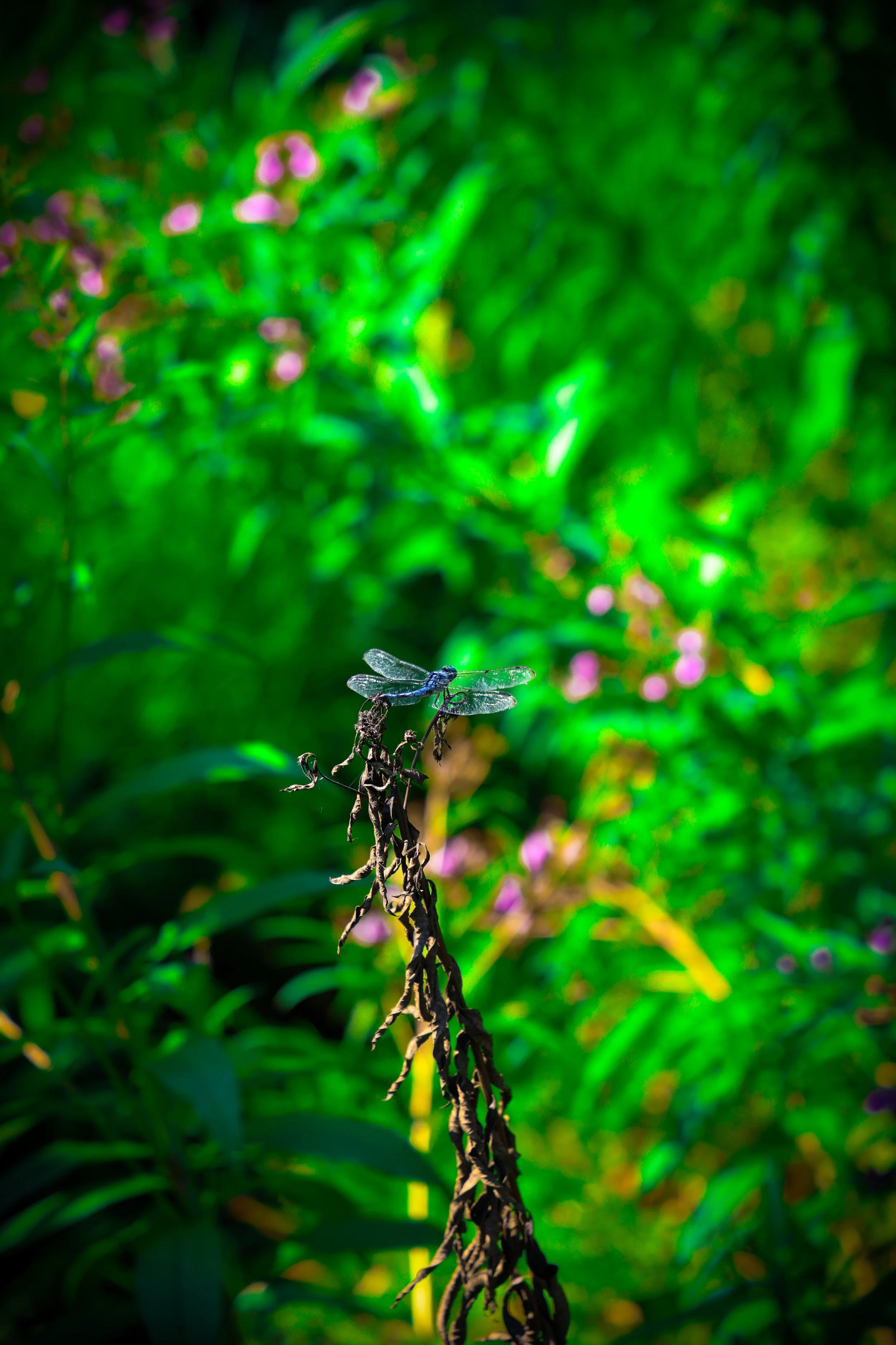 Photo Aug 11 2024, 4 36 12 PM.jpg