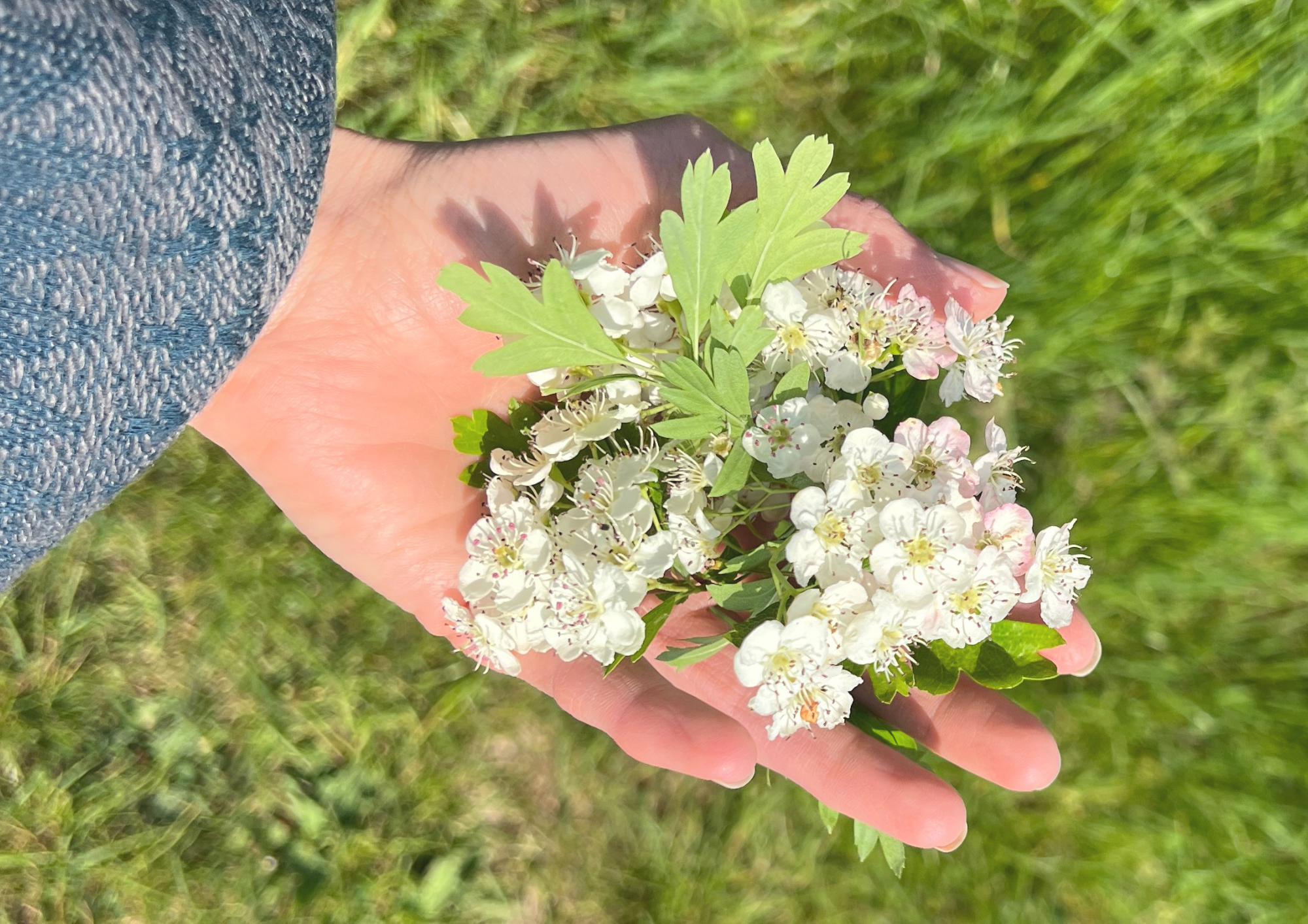 Hawthorn Sound Ceremony