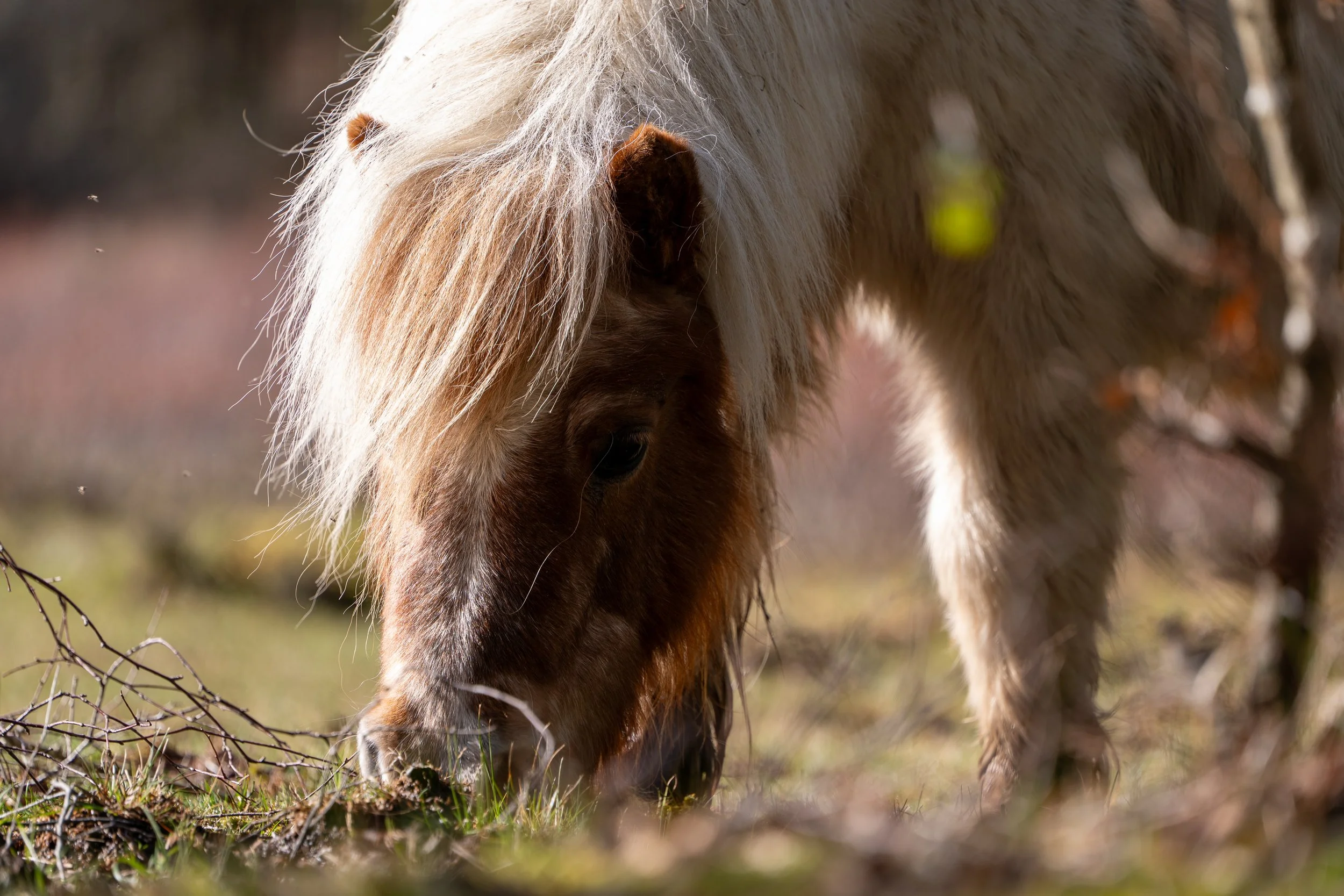 Close-up of a horse's head, showing its mane, ears, and part of its face, standing outdoors in the New Forest UK.