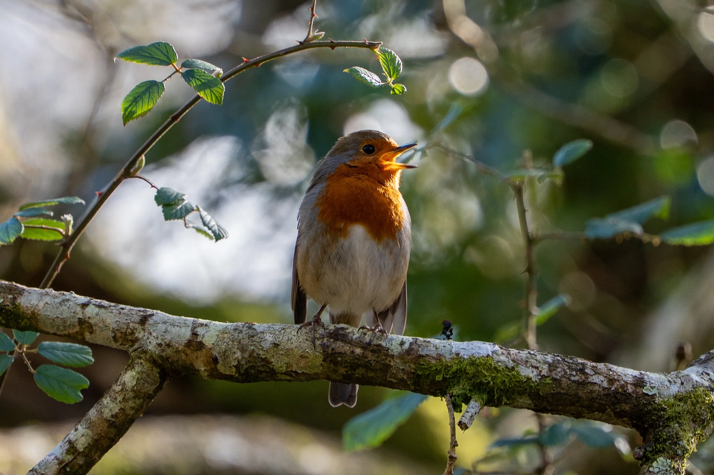 A small bird with reddish-orange chest and blue-gray back perched on a tree branch with green leaves, singing with open beak in sunlight.