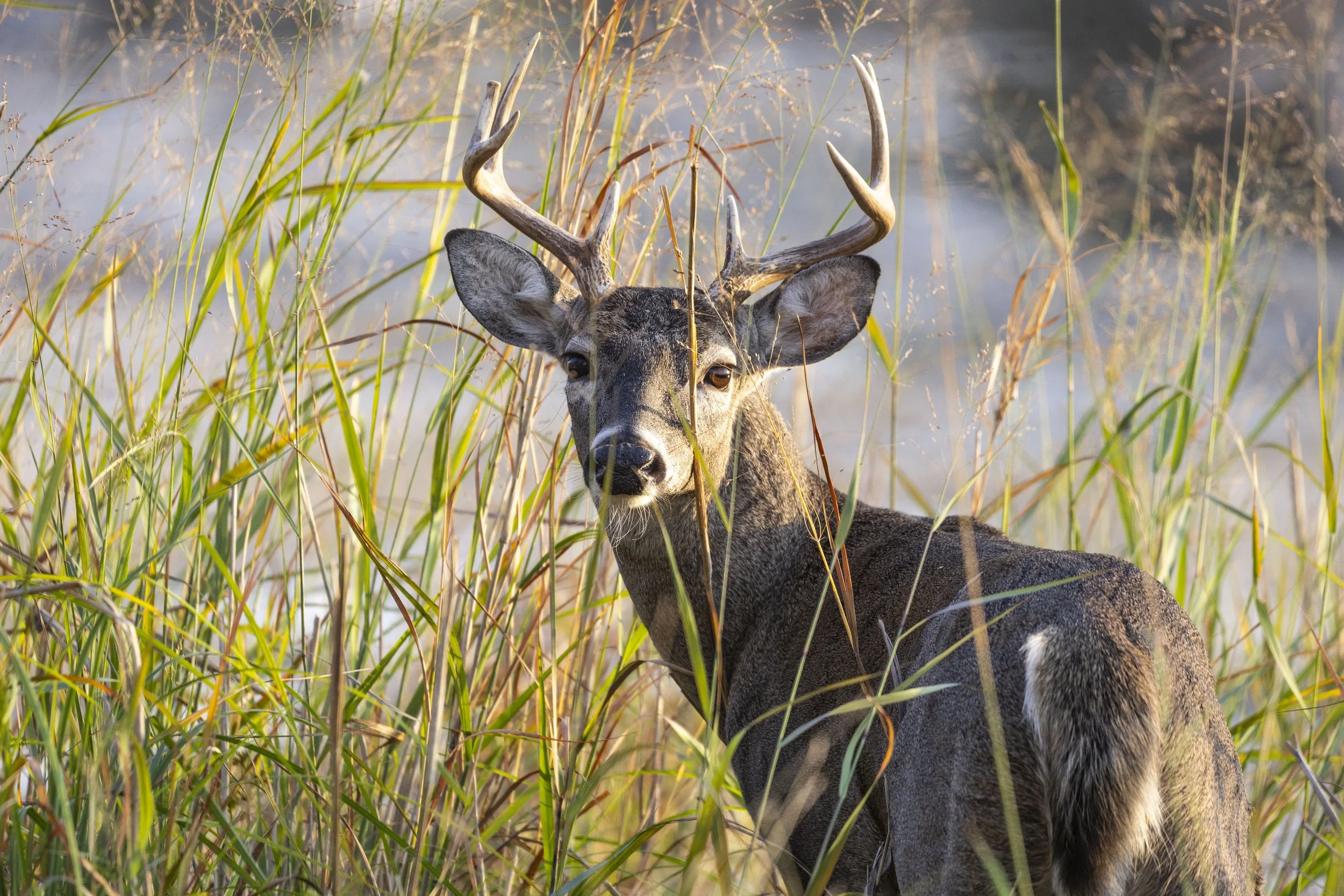 White-Tailed Deer, November 18, 2026
Canon EOS R6m2
150-600mm F5-6.3 DG OS HSM
Dimensions: 6000 × 4000