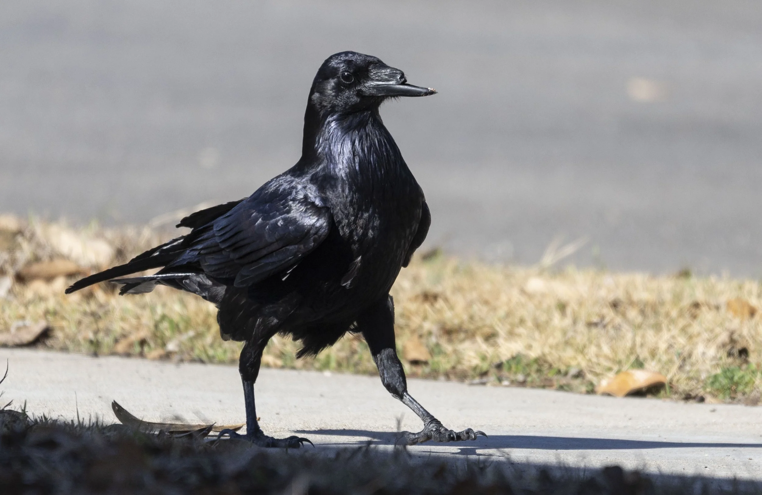 Common Raven, February 16, 2026
Canon EOS R6m2
150-600mm F5-6.3 DG OS HSM
Dimensions: 3059x1986