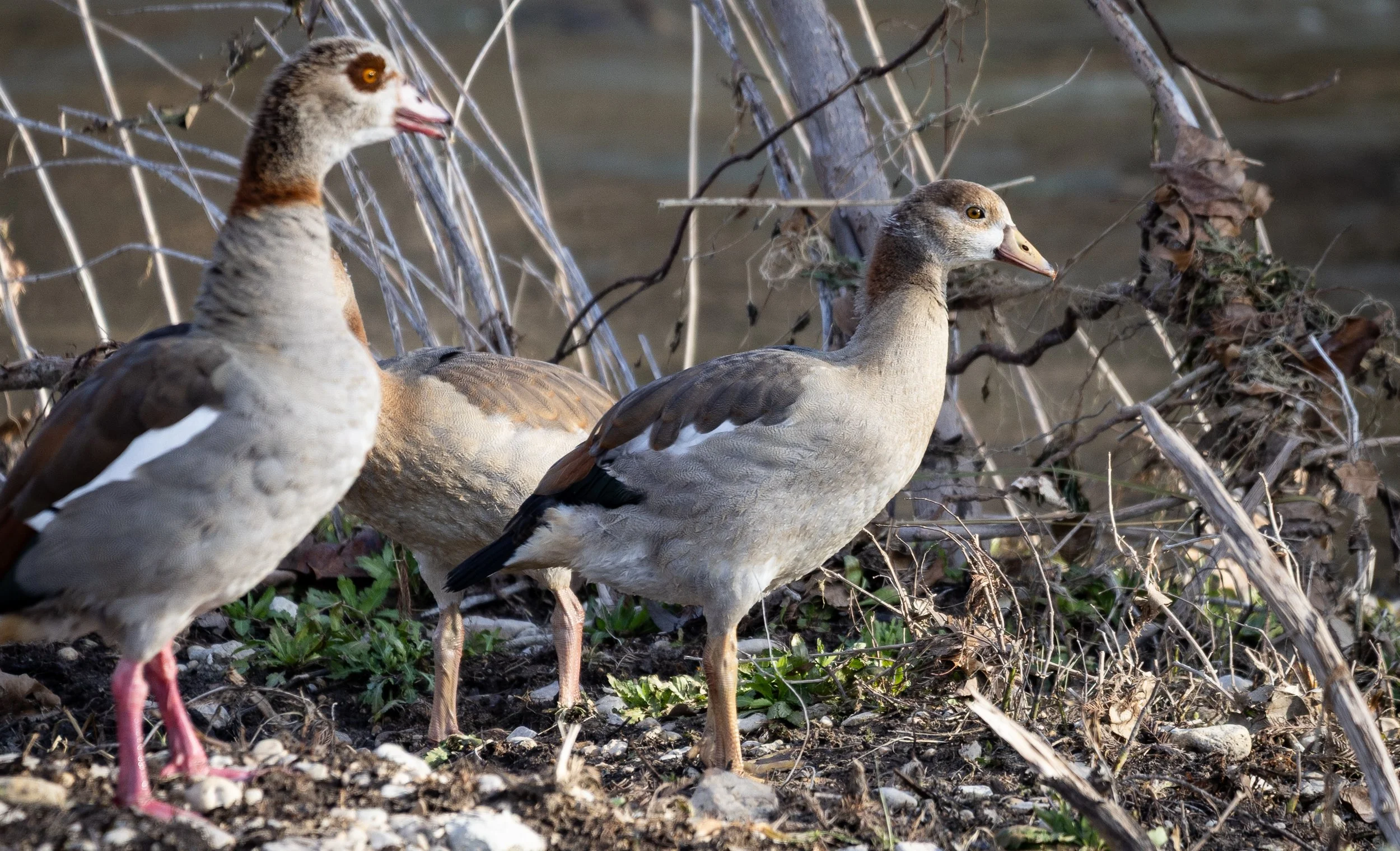 an Egyptian gosling stands in front a watchful parent