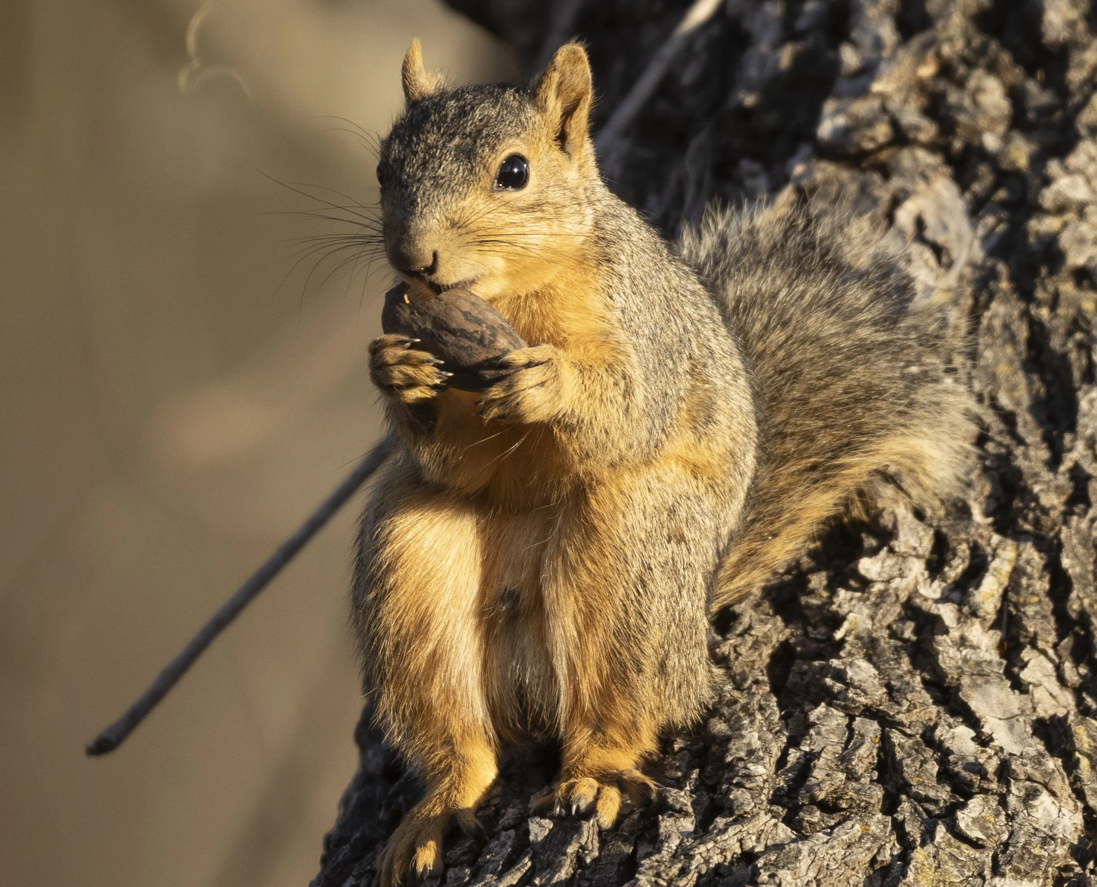 Ground SquirrelFebruary 11, 2026
Canon EOS R6m2
150-600mm F5-6.3 DG OS HSM
Dimensions: 2187 × 1768