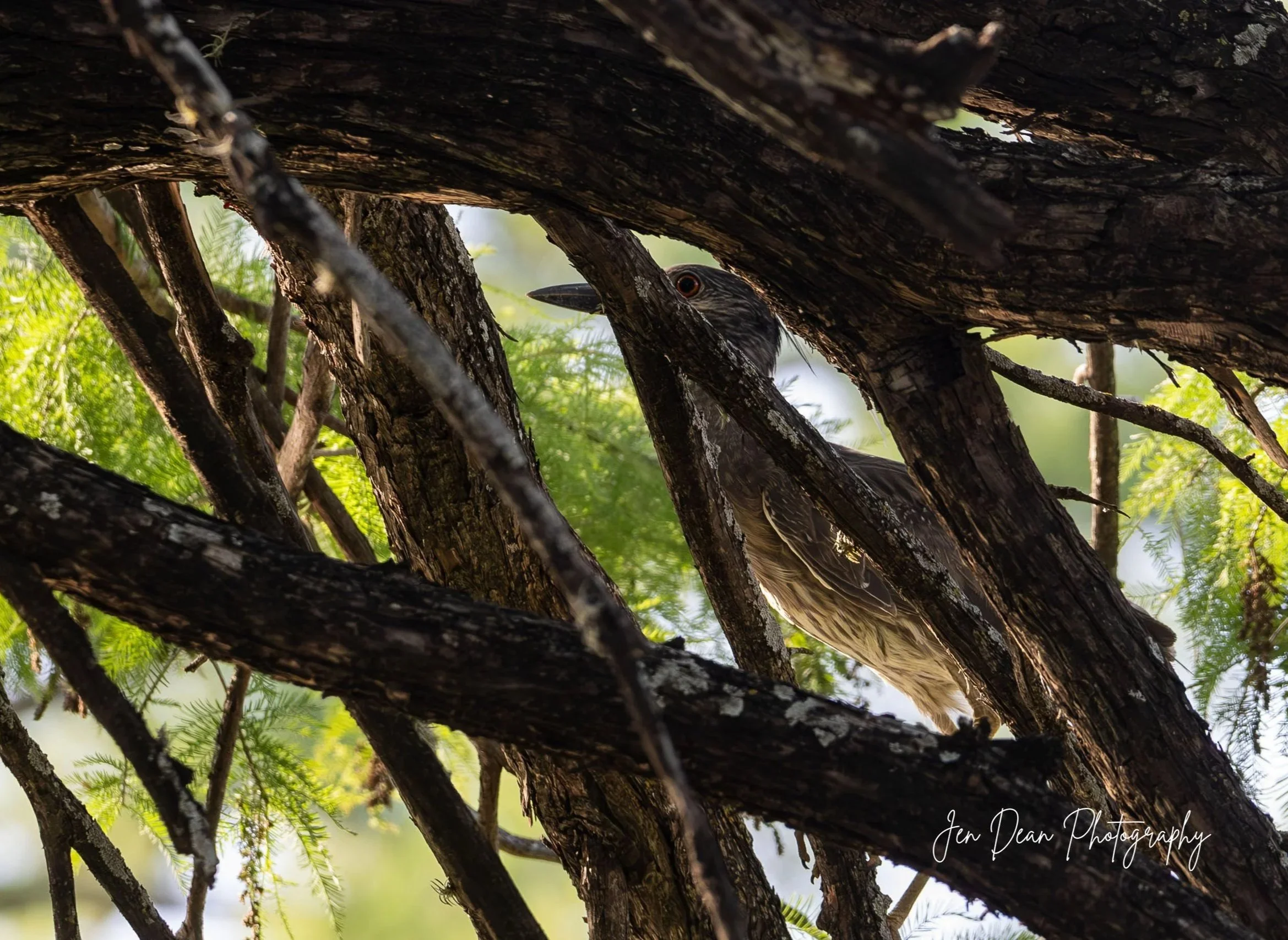 Yellow-crowned night heron in Louise Hays Park in Kerrville, Texas. Taken in June 2025.