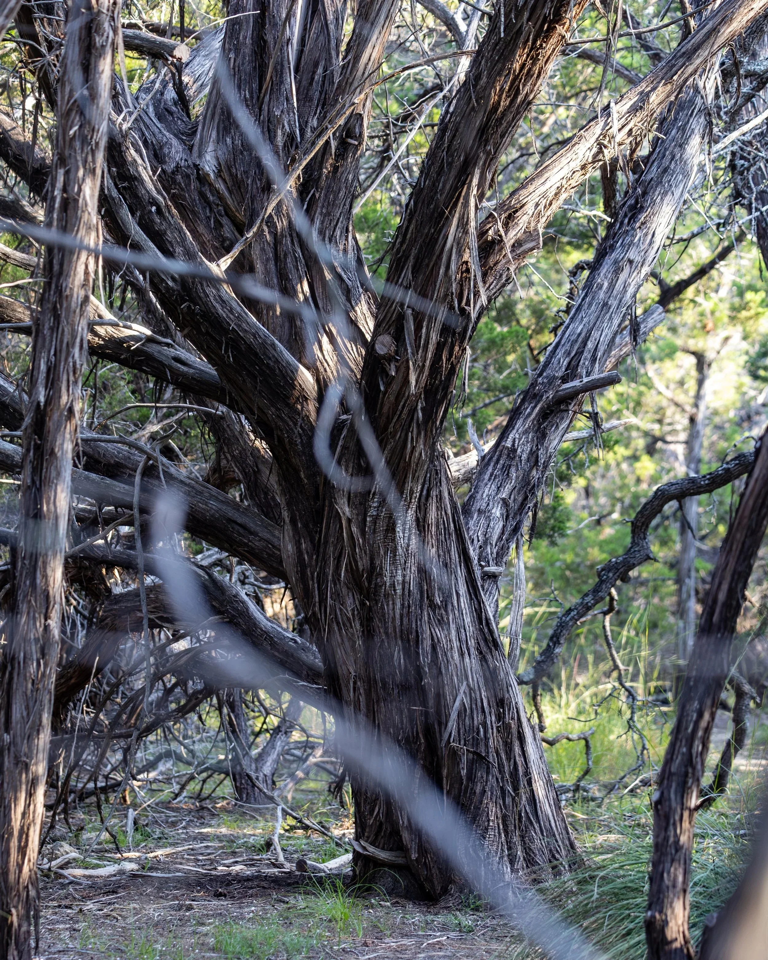The road to today’s small, brushy cedars