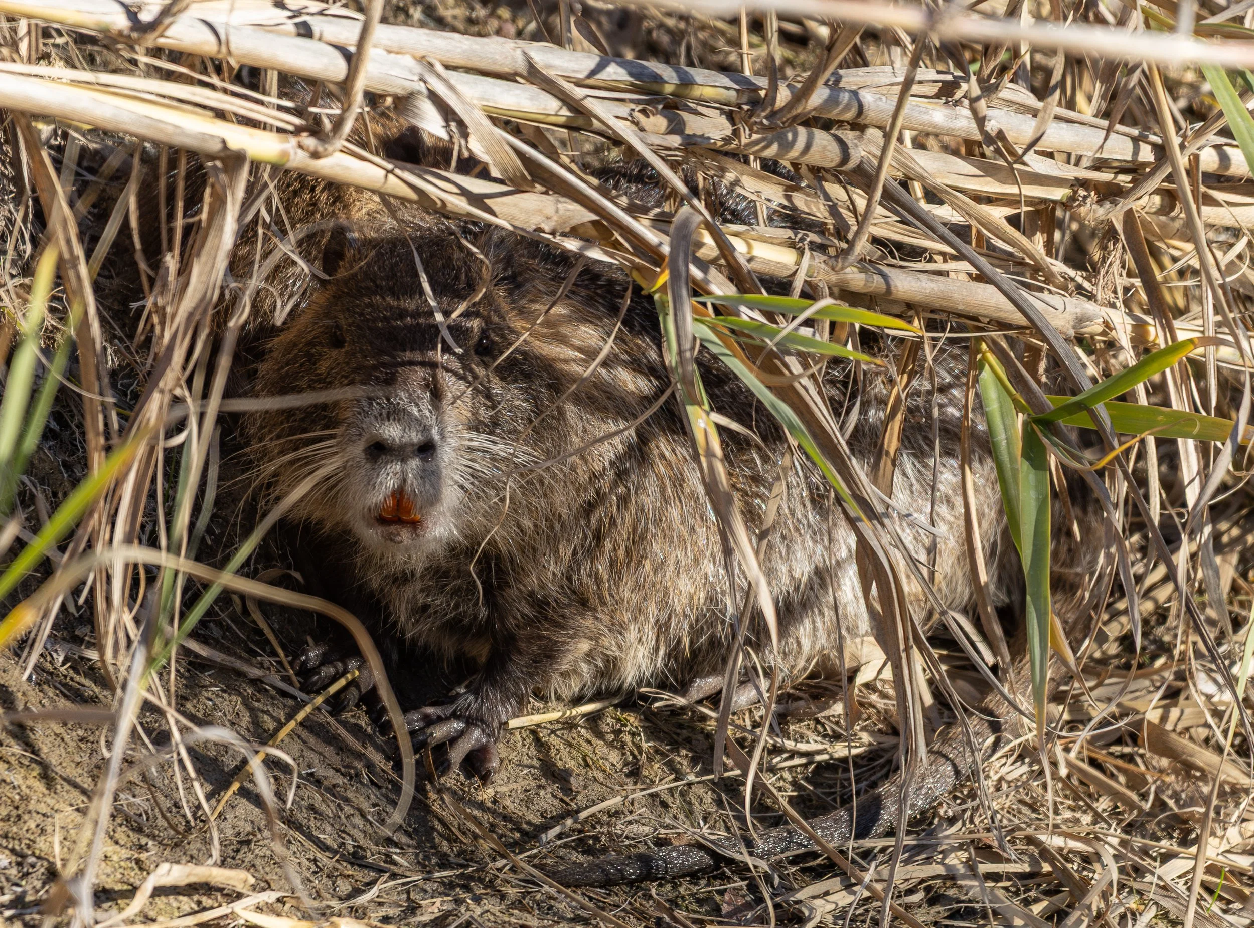 Meet the nutria neighbors