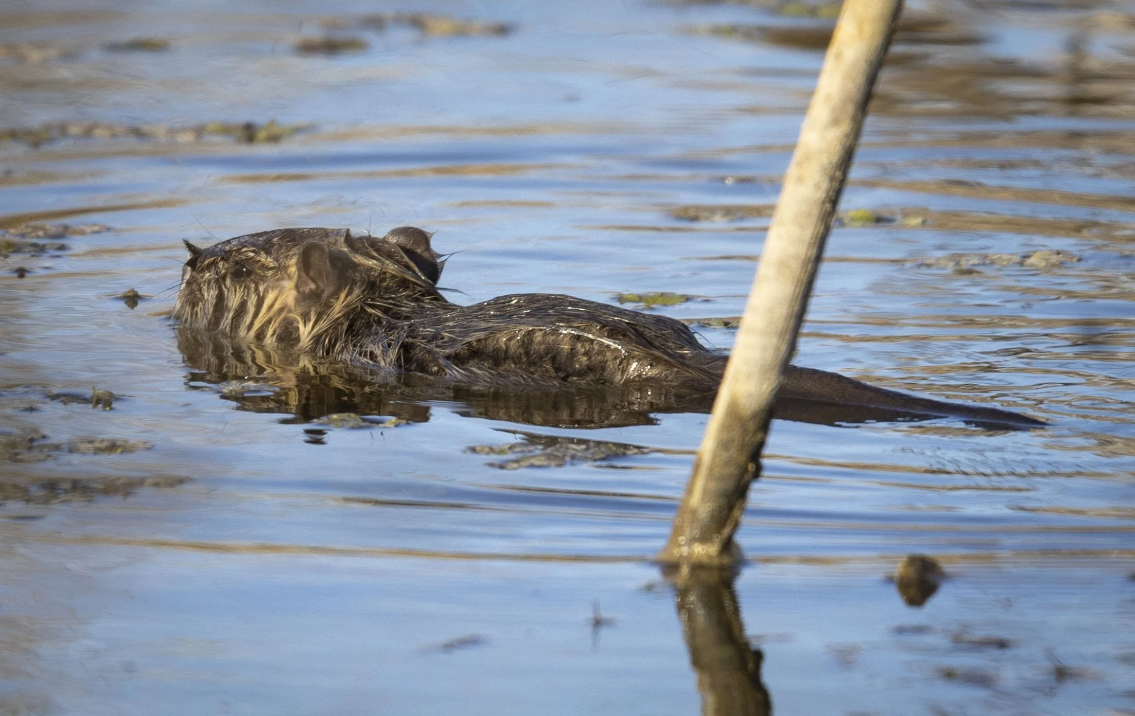 Baby Rodents of Unusual Size 