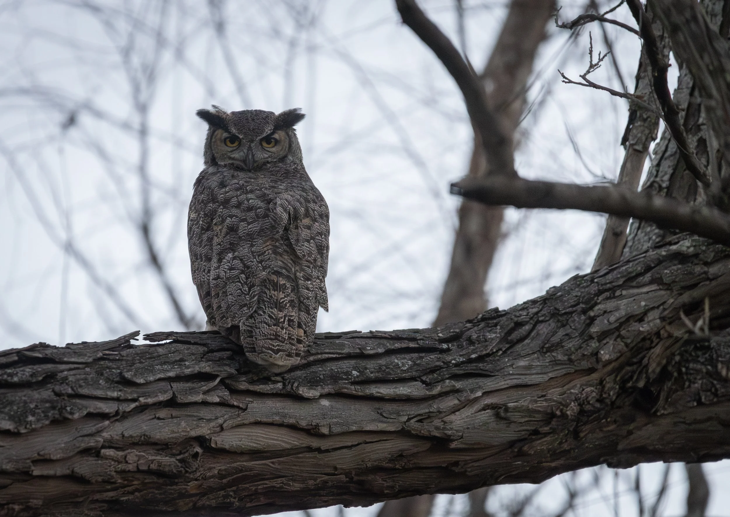 A Great Horned Owl Romance 