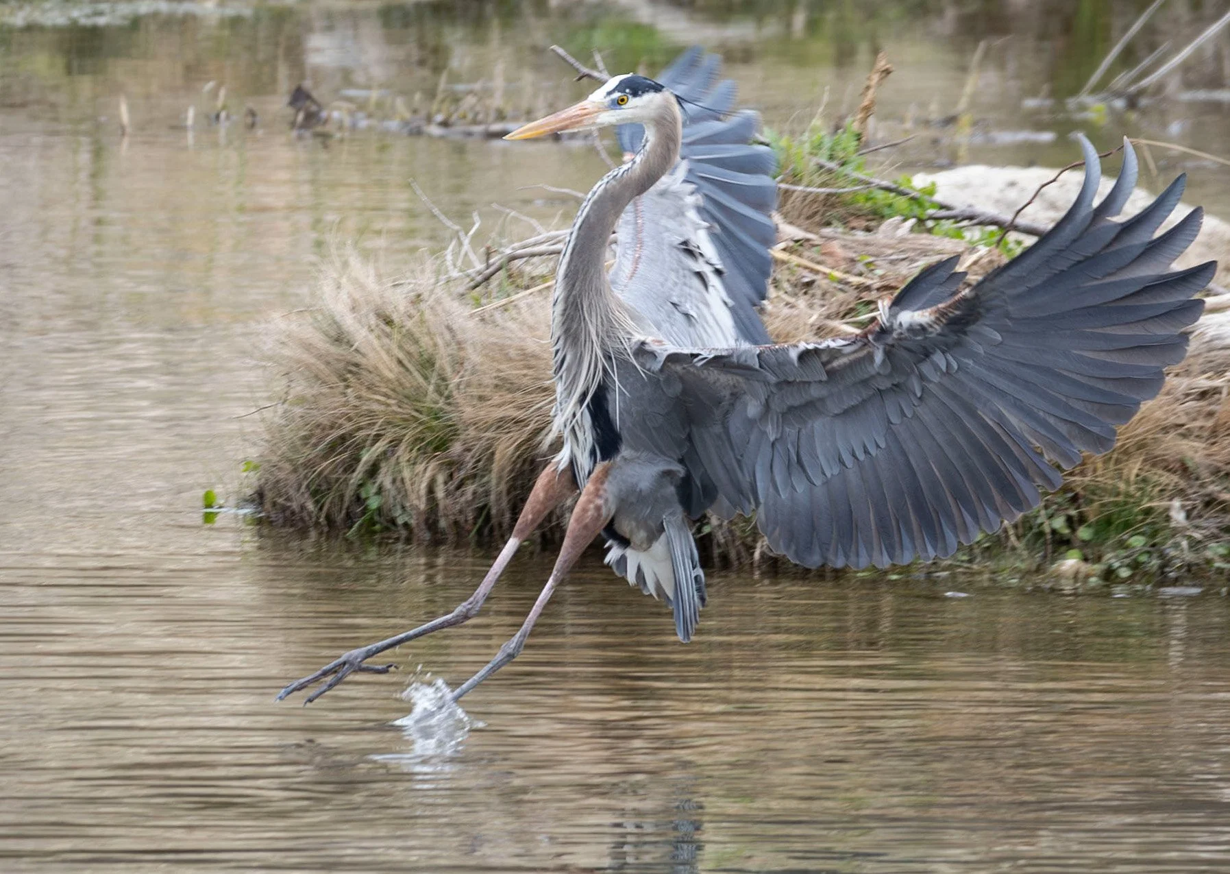 Blue Heron Sticks the Landing