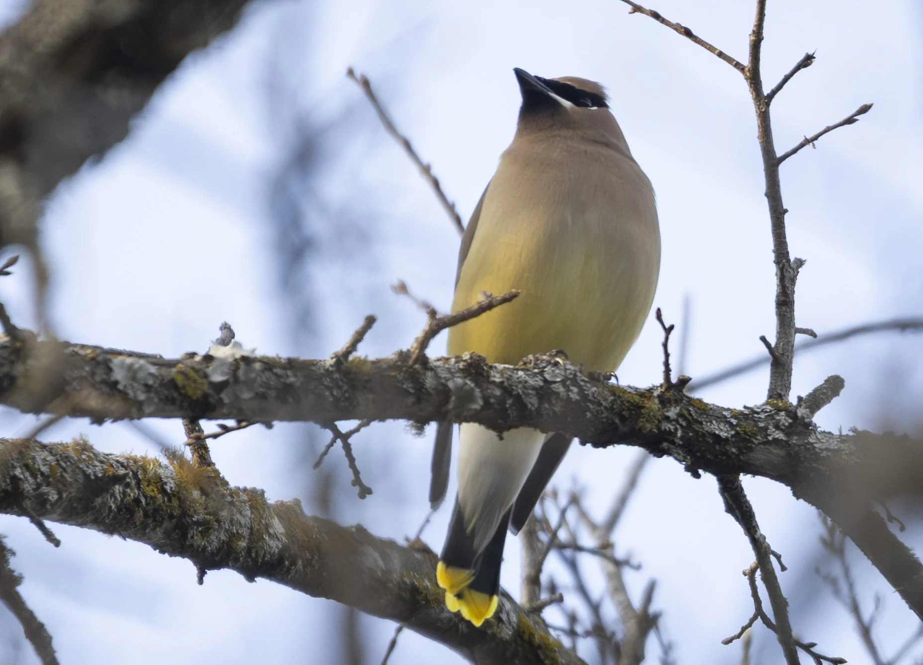 At last, Cedar Waxwings