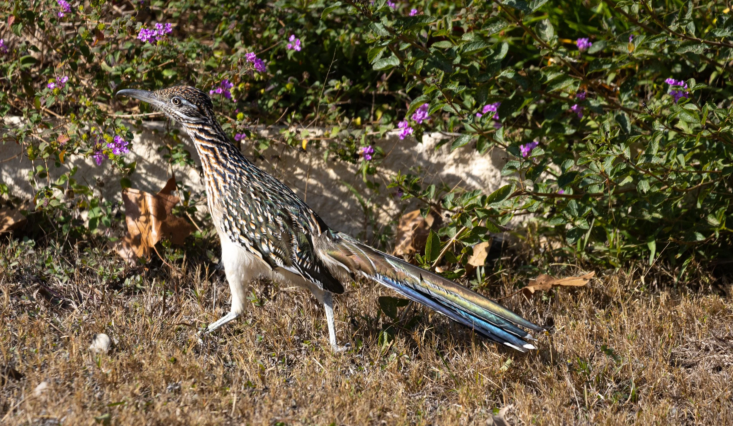 Roadrunnder, January 7, 2026
Canon EOS R6m2
150-600mm F5-6.3 DG OS HSM
Dimensions: 4864 × 2831