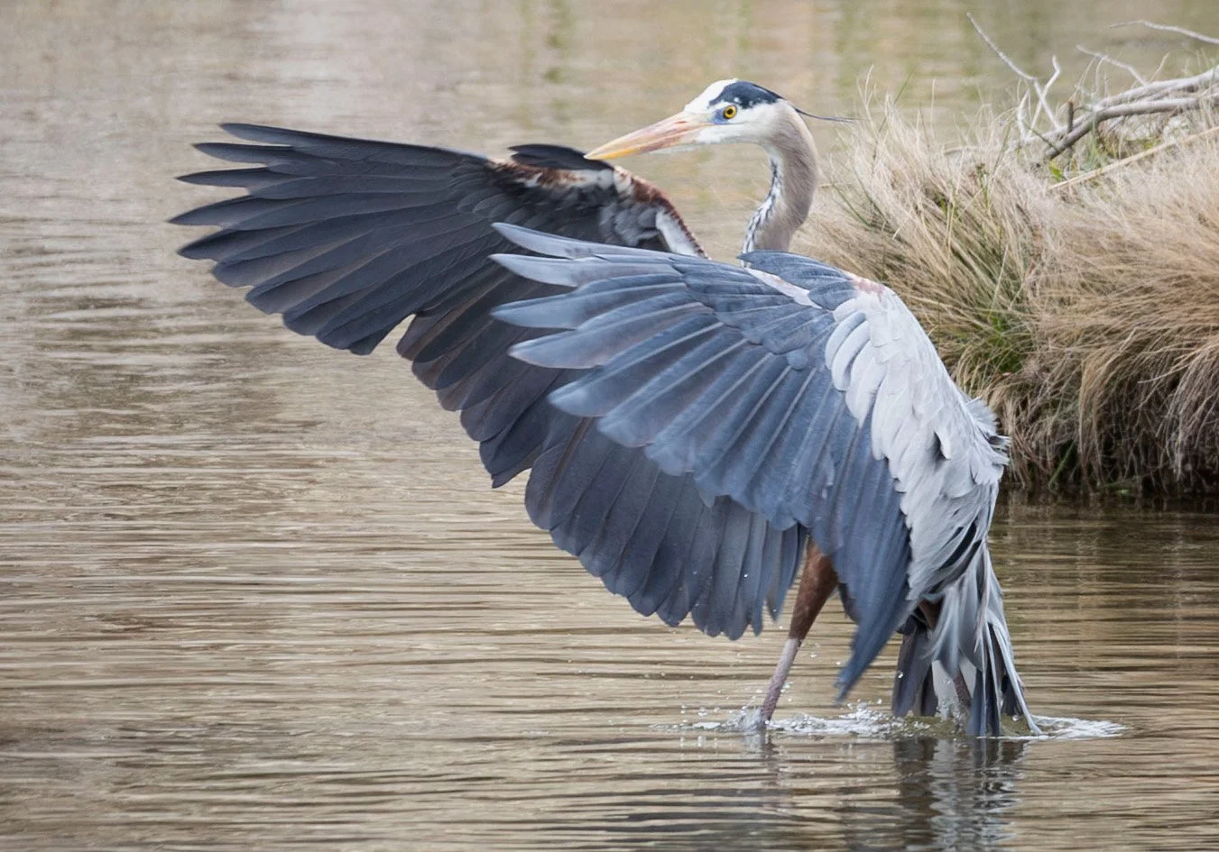 a Great Blue Heron landing in shallow water of the Guadalupe River