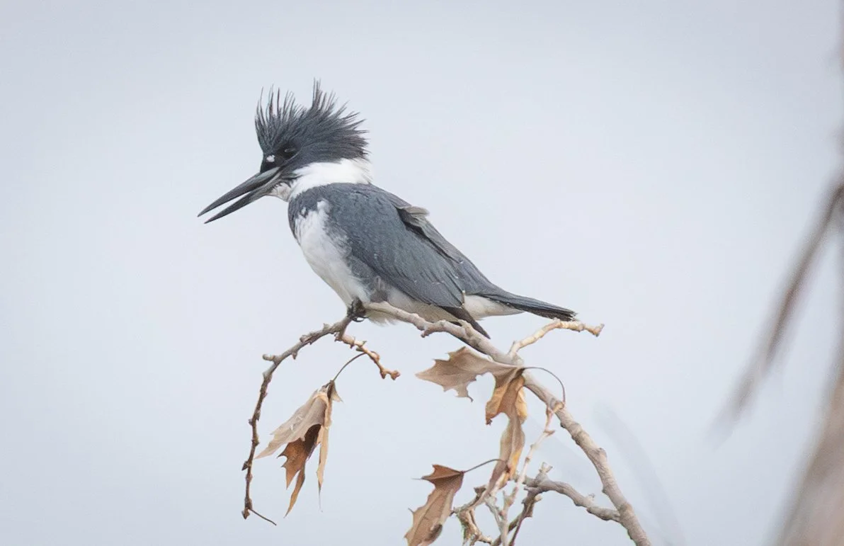 Belted Kingfisher, January 13
Canon EOS R6m2
150-600mm F5-6.3 DG OS HSM
Dimensions: 1192 × 771