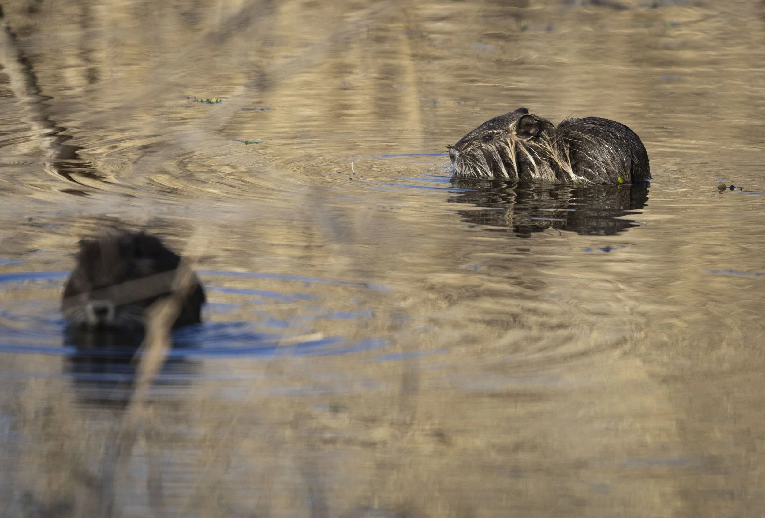 Nutria pups sit in a shallow pond
