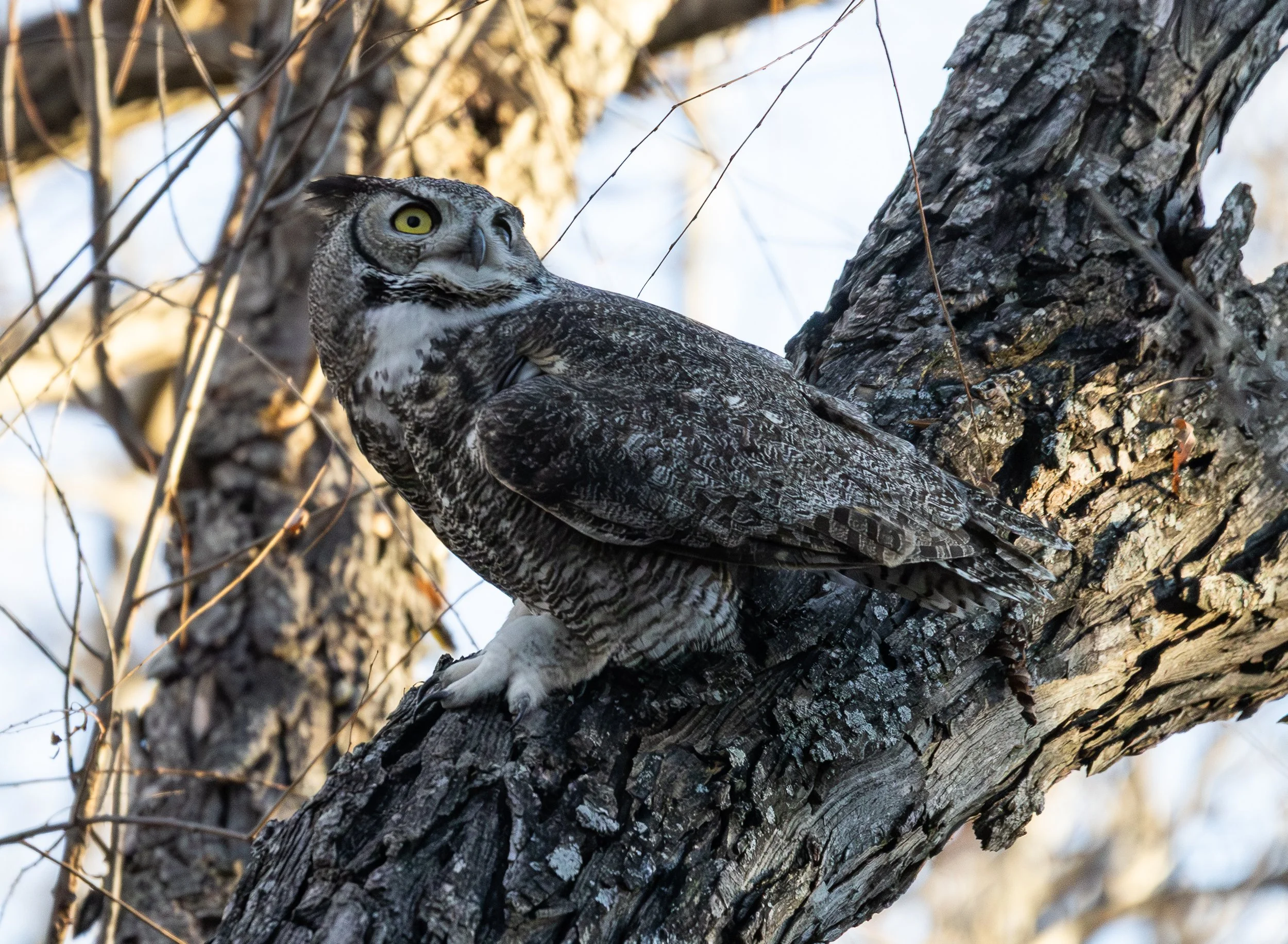 Great Horned Owl, February 8, 2026
Canon EOS R6m2
Focal length: 516 mm f/6.3
Exposure time: 1/4, 000
Dimensions: 2743x2011